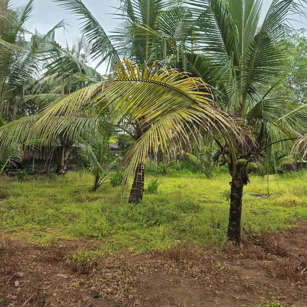 House plot for sale near kottamury town 3.5 lakh per cent